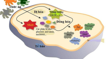 Các chất dinh dưỡng trong cơ thể được chuyển hóa như thế nào?